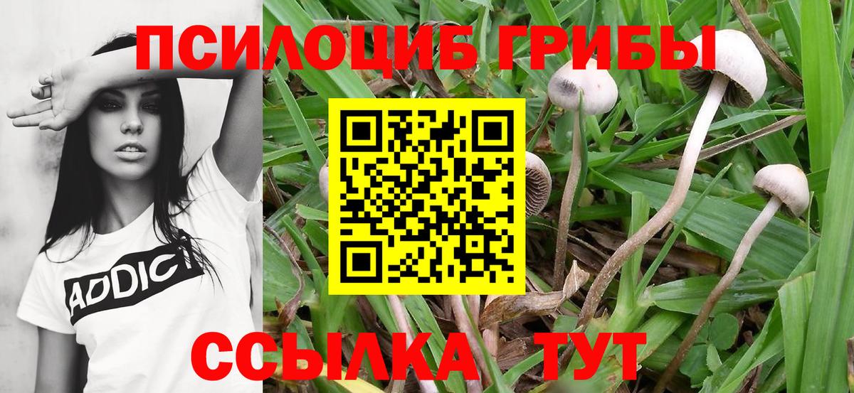 Галлюциногенные грибы GOLDEN TEACHER  купить   Пушкино  Вход с VPN 